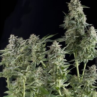 5 GRAINES - AUTO NORTHERN LIGHTS