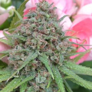 AFGHAN SKUNK X AFGHAN HAZE