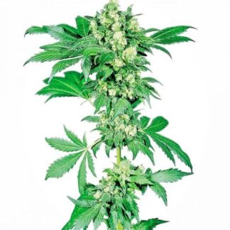 AFGHANI #1
