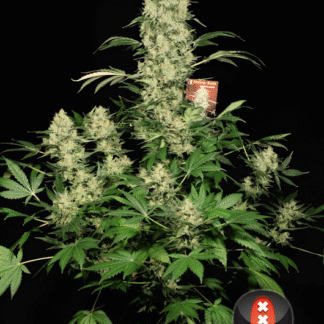 AK-47