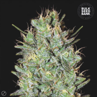 AMNESIA HAZE