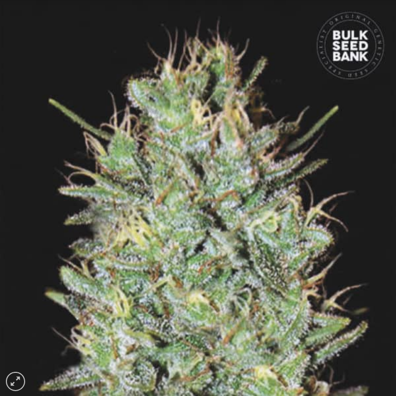 AMNESIA HAZE