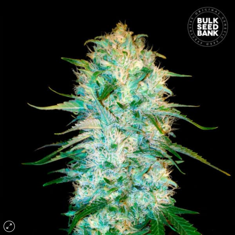 AUTO AMNESIA PLATINUM