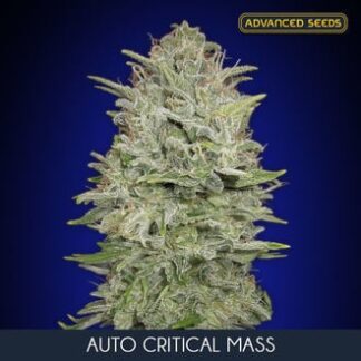 100 GRAINES FEM - AUTO CRITICAL MASS