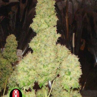 AUTO WHITE RUSSIAN