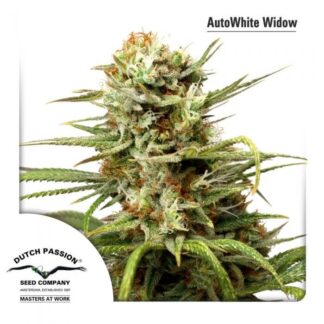 AUTO WHITE WIDOW