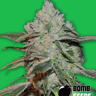 10 GRAINES FEM - ATOMIC BOMB