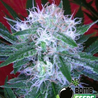 Auto-Bomb
