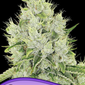 5 GRAINES FEM - AUTO LEMONGRASS