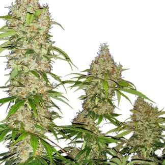 10 GRAINES FEM - BANANA KUSH CAKE