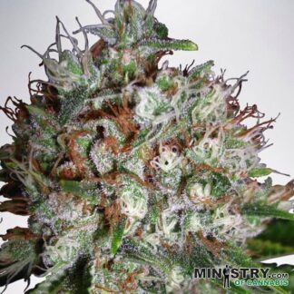 BIG BUD XXL