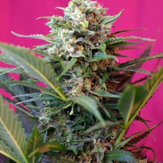 BIG DEVIL XL AUTO