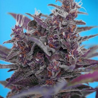 BLACK CREAM AUTO