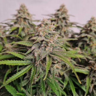 BLACK DOG AUTO