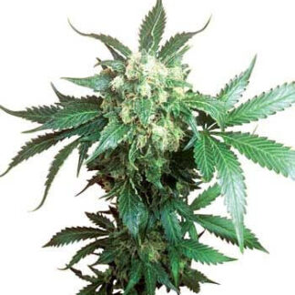 BLACK DOMINA