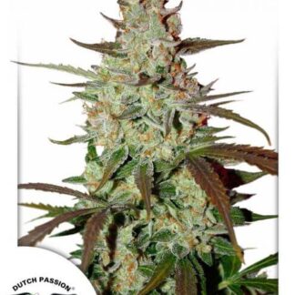 BLUE AUTO MAZAR