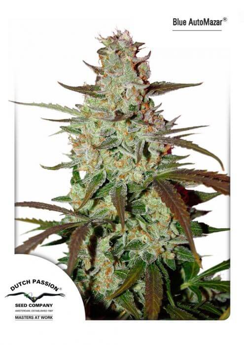 BLUE AUTO MAZAR