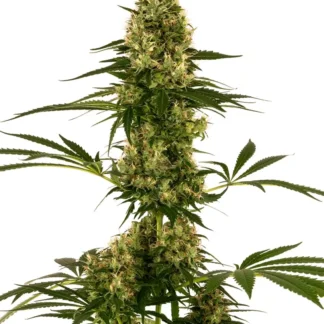 BLUE BULLET AUTO