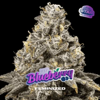 BLUEBERRY