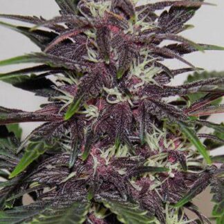 BUDDHA PURPLE KUSH AUTO