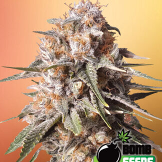 Baked_Bomb_Auto