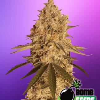 Baked_bomb