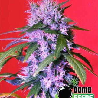 10 GRAINES FEM - BERRY BOMB