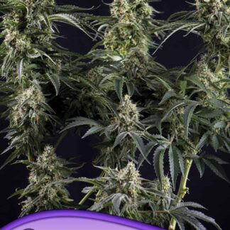 5 GRAINES FEM - BIG BAZOOKA