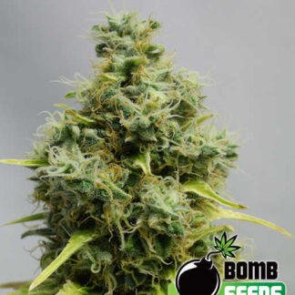 10 GRAINES FEM - BIG BOMB