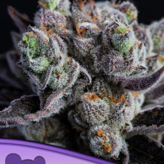 5 GRAINES FEM - BLACKBERRY MOONROCKS