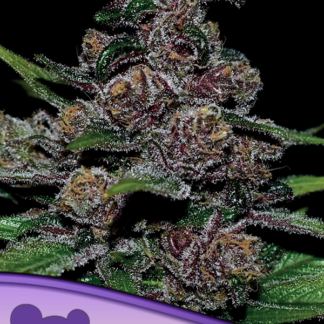 5 GRAINES FEM - AUTO BLACKBERRY MOONROCKS
