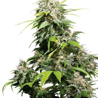 CALIFORNIA INDICA