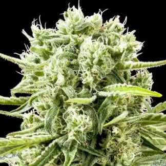 CANNAFUEL CBD+