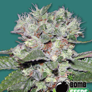 CBD-Bomb