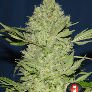 CHRONIC