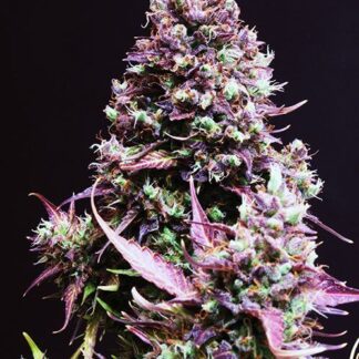 CREAM CARAMEL AUTO