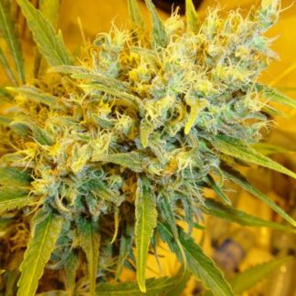 CRITICAL HAZE