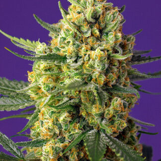 CRYSTAL CANDY XL AUTO