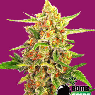 Cherry-Bomb