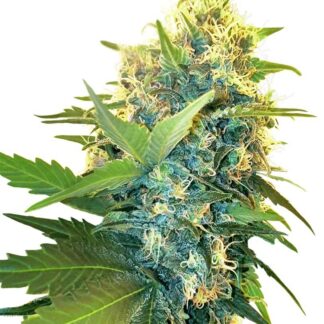 DOUBLE KUSH CAKE