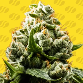 DO-SI-DOS AUTO