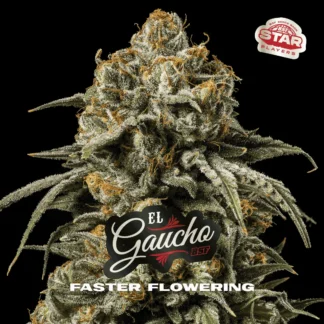 EL GAUCHO