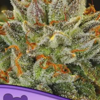 5 GRAINES FEM - FAT MONKEY AUTO