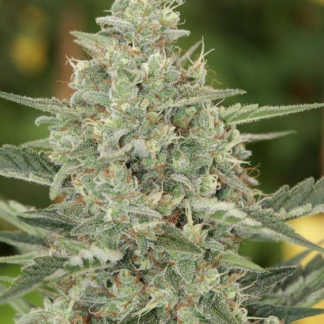 FLASHBERRY