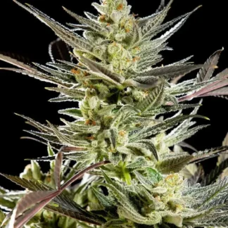 5 GRAINES FEM - FRUITY JACK