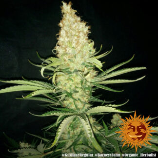 G13 HAZE
