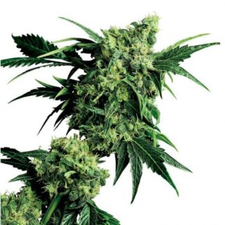 G13 X HASH PLANT