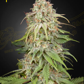 10 GRAINES FEM -  GH AMNESIA