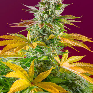 GORILLA GIRL F1