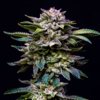GORILLA RAINBOWS